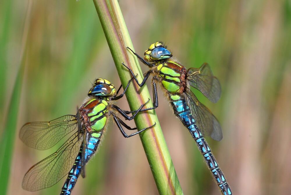 Zwei blau-grüne Libellen sitzen an einem Halm. Foto: Jochen Rodenkrichen